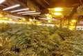 More than 1,500 plants seized in drugs bust