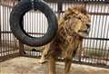 ‘Race against time’ to rescue five lions and bring them to Kent