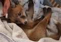 Fox cub feared ‘shot in the head’ in residential street
