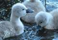 Cute cygnets born at country park