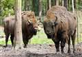 Bison to be introduced to Kent woodland