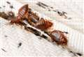 Could France’s bedbug infestation make its way to the UK?