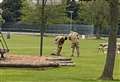 Bomb detonated after being discovered at sports facility