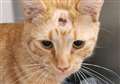 Kitten shot in face in cruel catapult attack