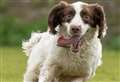 Arrest after police dog sniffs out £20k in ‘drug money’