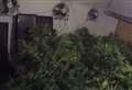 200 cannabis plants found in village