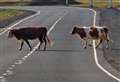 Motorway reopens after 20 loose cows rounded up
