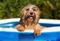 How to keep your pets safe in the sun
