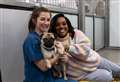 Poorly pug rehomed in Kent to feature in hit ITV show fronted by Alison Hammond