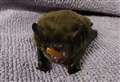 ‘Adorable’ big-toothed bat caught in bathroom