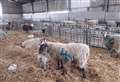 Annual lambing weekend could see up to 10,000 visitors