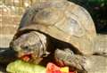 Life-saving surgery appeal to save tortoise
