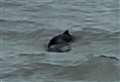 ‘Emotional’ sighting of dolphins caught on camera