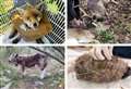More than 500 animals trapped, mutilated and killed by litter in Kent