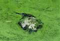 Weedy stream row re-ignites over dead duck