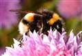 Project to boost UK bee numbers appeals to public for help