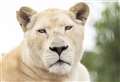 Heartbreak as ‘beautiful’ white lioness dies