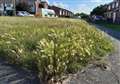 Overgrown verges blamed on 'extraordinary' weather
