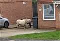 Would ewe believe it? Police called as sheep run loose on housing estate