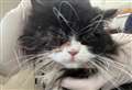 Faeces-covered cat with ruptured eye found in alleyway