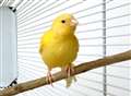 Sixty birds stolen from aviary
