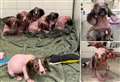 Litter of spaniel puppies with mange and deformities dumped