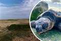 ‘If you find a turtle on a Kent beach, something is seriously wrong’ 
