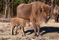 Kent welcomes first wild bison born in UK for centuries