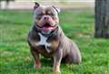 XL Bully dogs to be banned by the end of the year