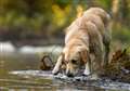 Warning to dog owners over highly toxic blue-green algae 