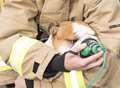Dog caught in house blaze rescued by firefighters