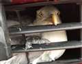Seagull rescued after getting trapped in car grille