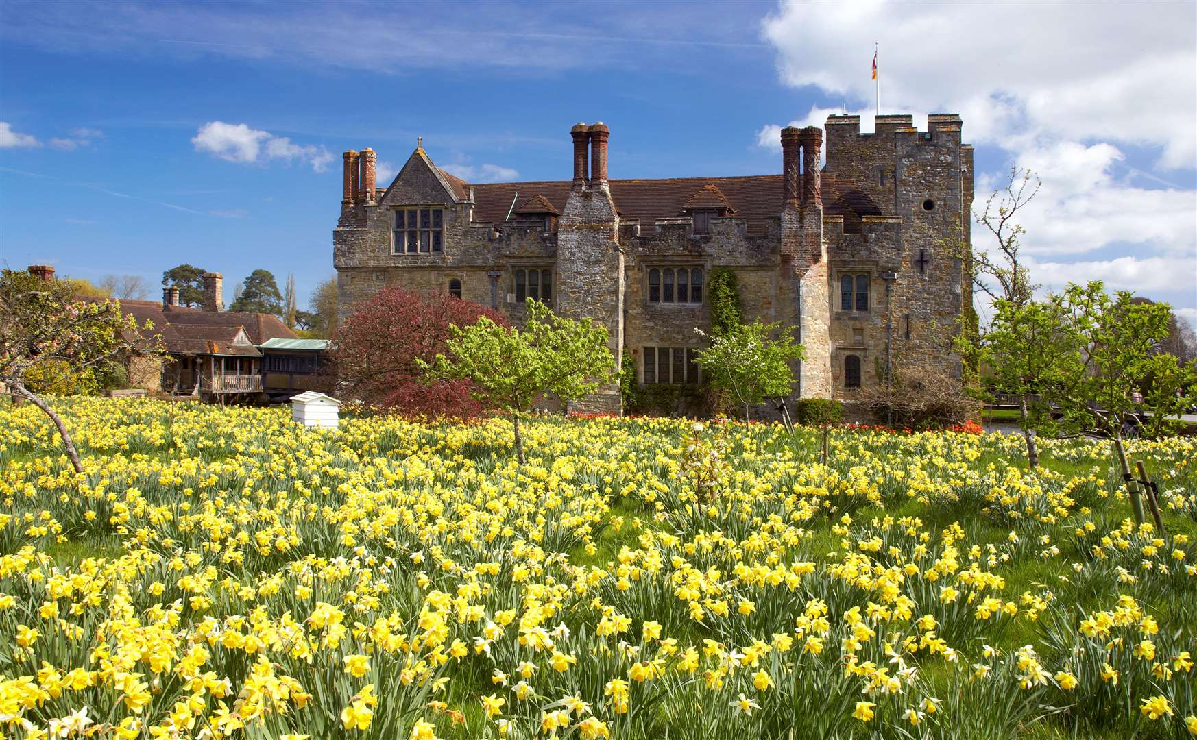 The castle's display has around 250,000 daffodils each year. Picture: Hever Castle and Gardens