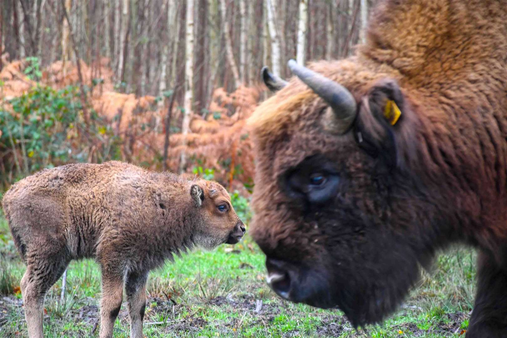 The bison calf, pictured with his father, was born in November. Picture: Tim Horton for Kent Wildlife Trust