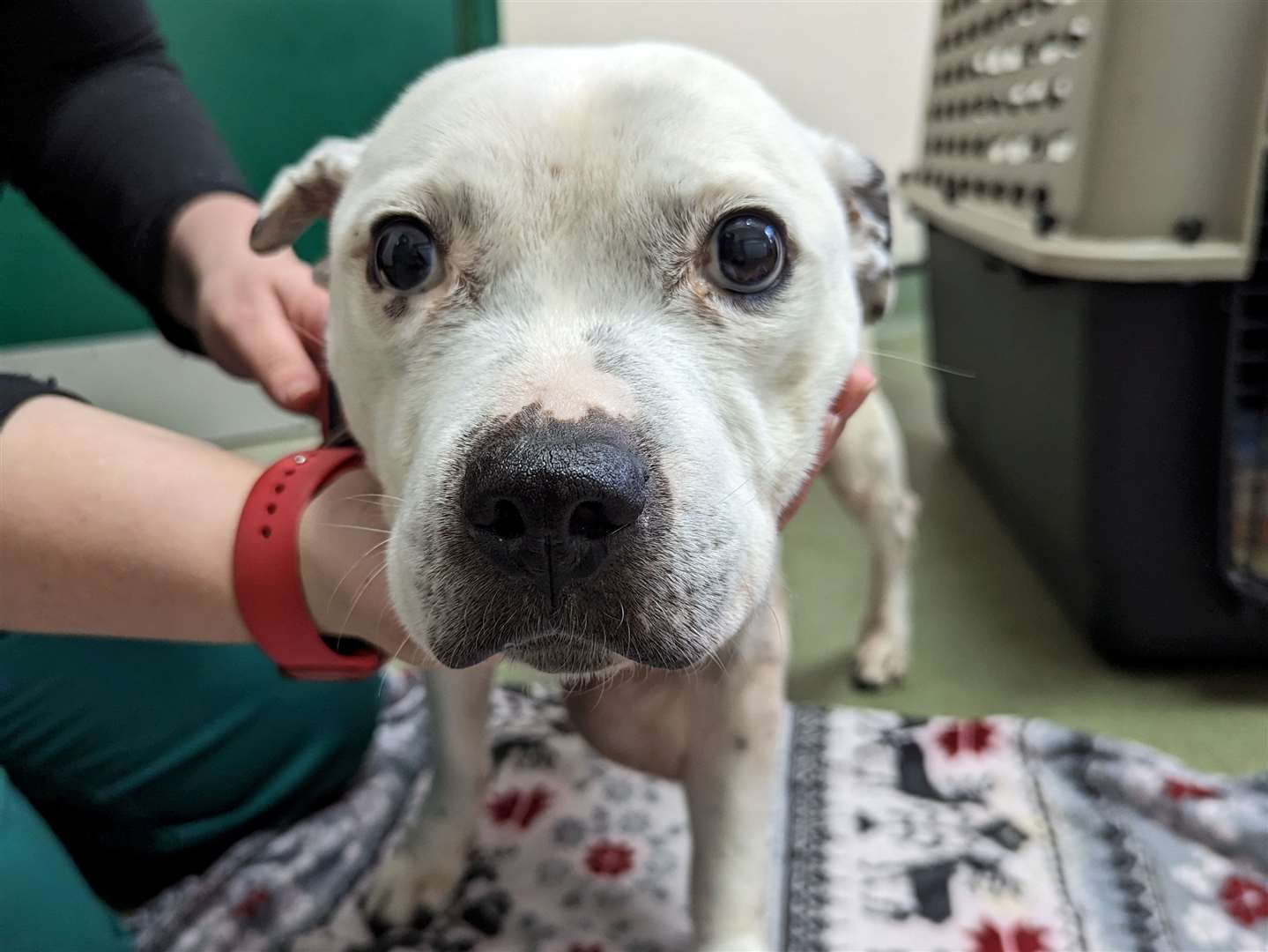 12-year-old Staffordshire bull terrier Cassie had to be put down due to the severity of her injuries