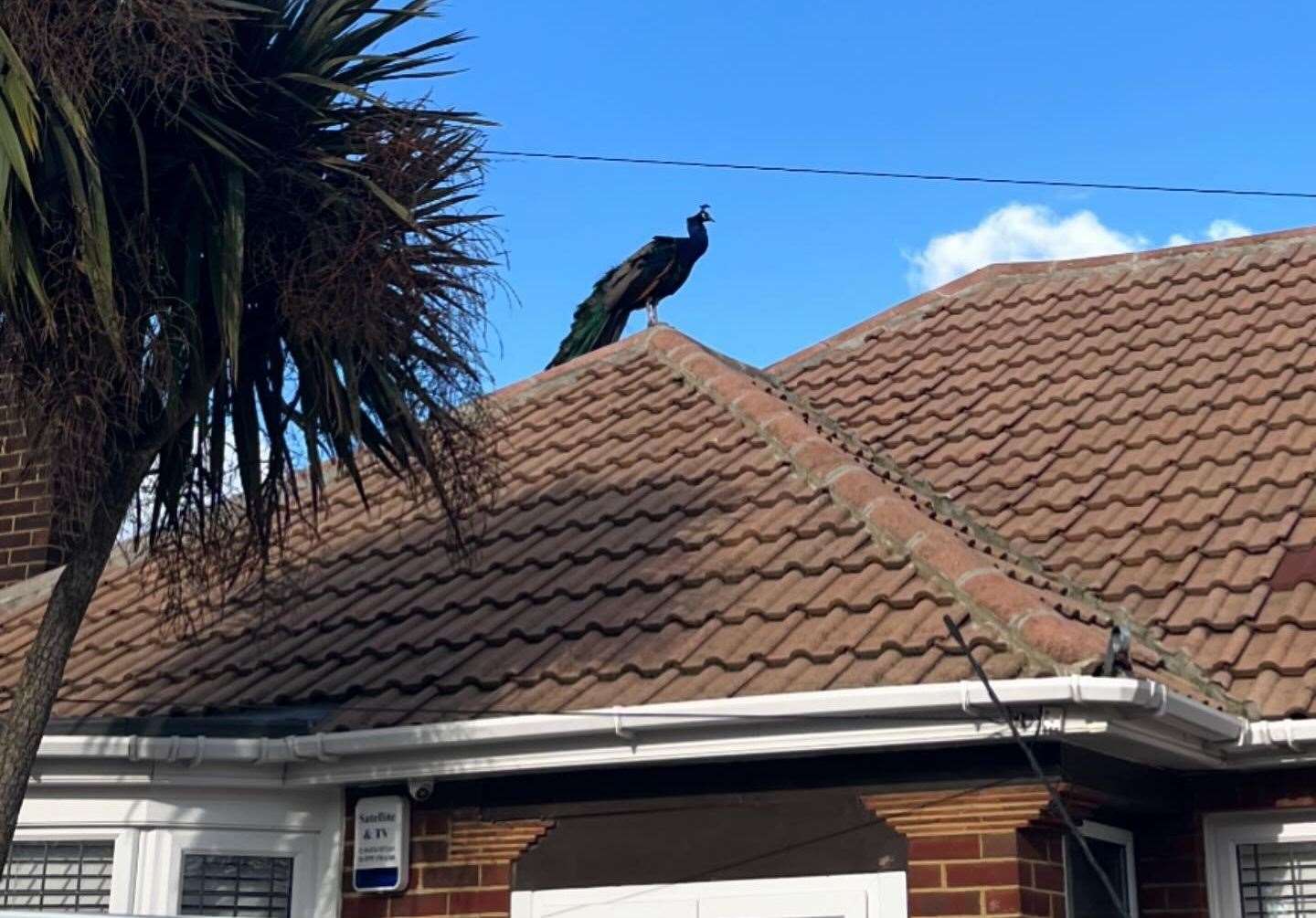 The peacock was roaming around gardens and hopping onto fences and roofs