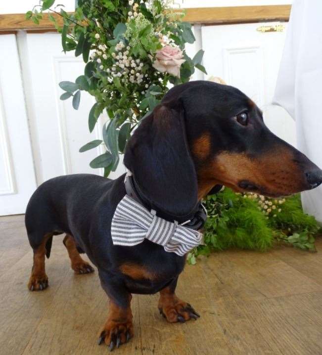 This sausage dog was a ring bearer Picture: Furrytail Weddings