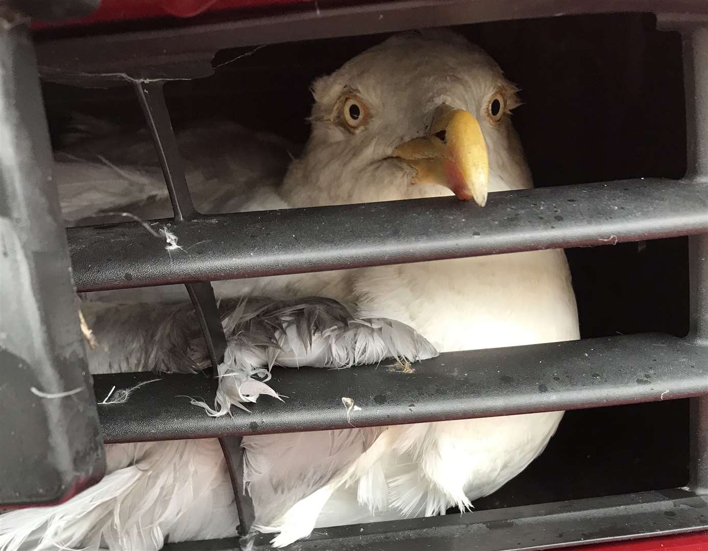 The seagull was found trapped inside the car at the William Harvey Hospital. Picture: RSPCA
