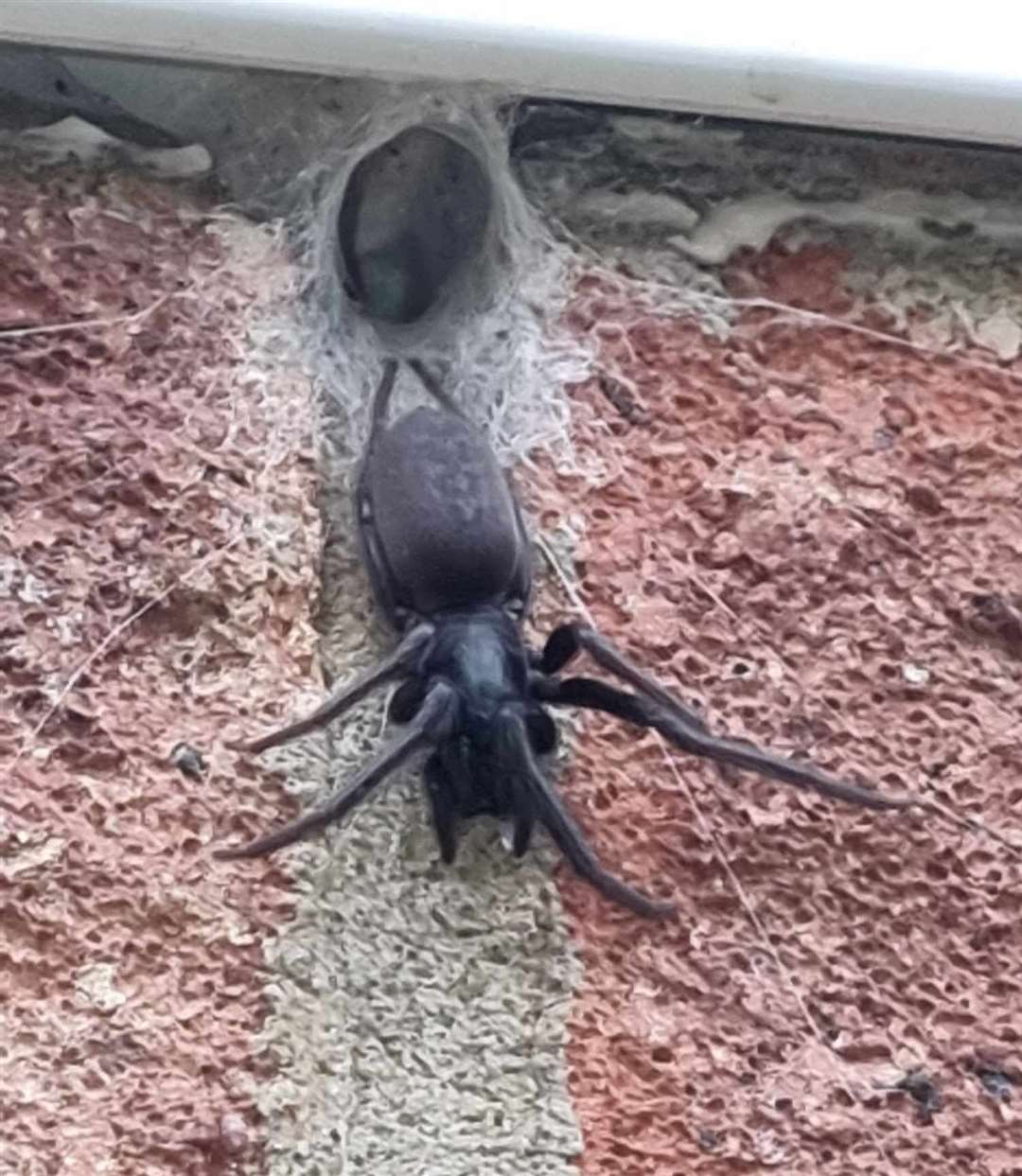 Pictures of the spider caused a stir on Facebook