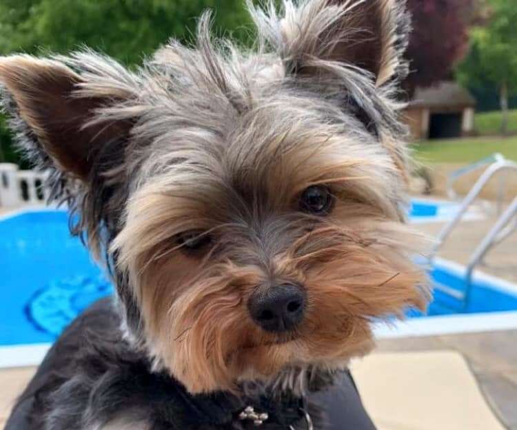 Teddy the Yorkshire terrier has been missing since Friday (19357383)