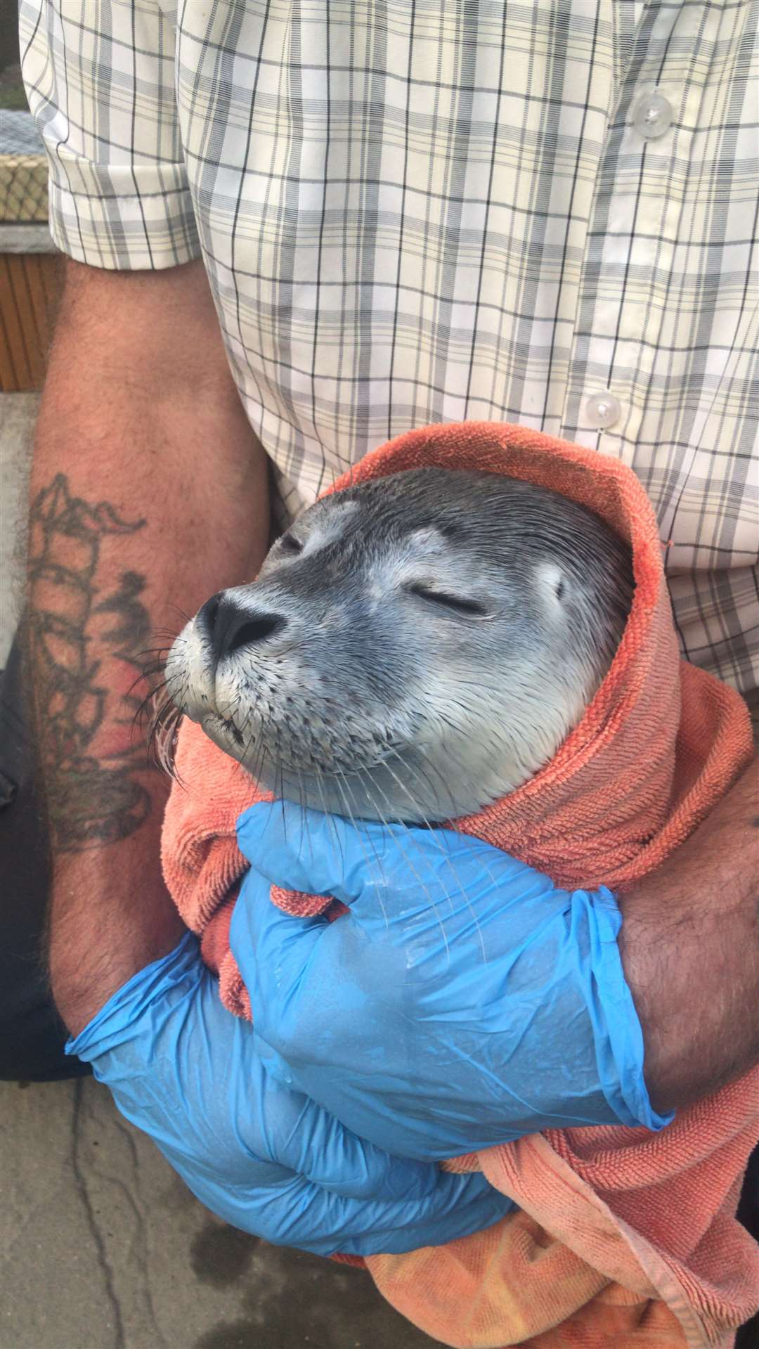 A content seal after being rescued. Picture: Mark Stevens