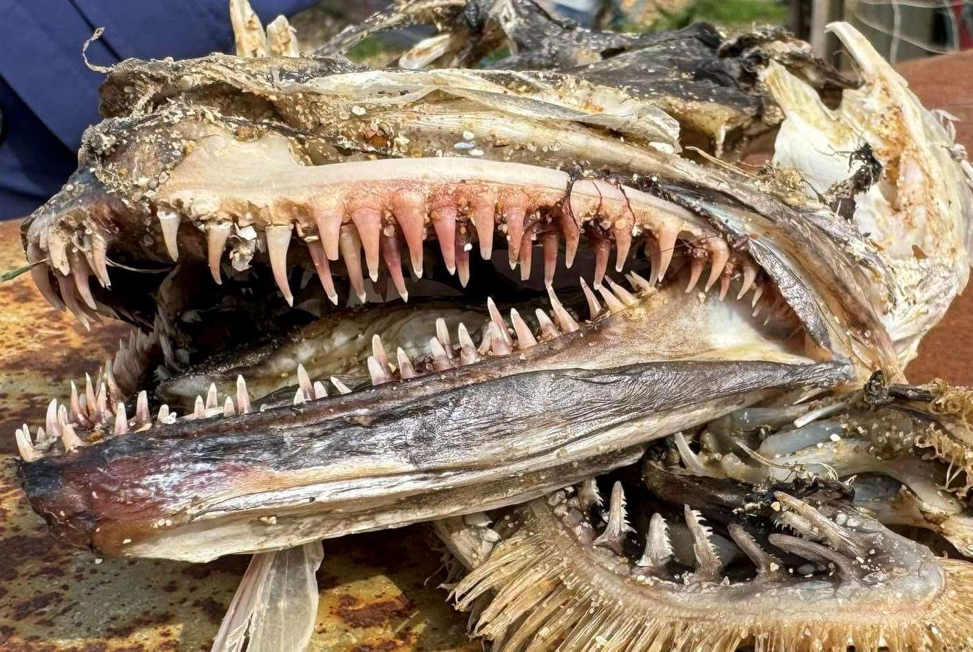 The toothy fish skull found in Whitstable on Friday. Picture: Dave Bartlett
