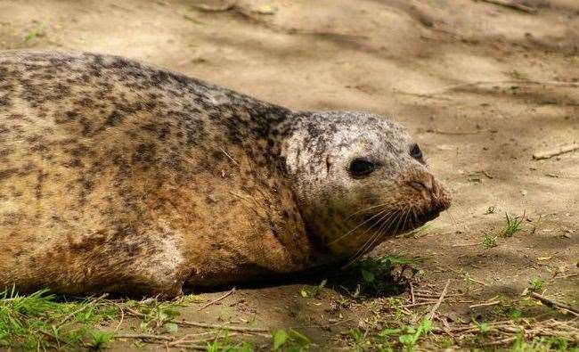 Photographer Jessica Swadling captured Bradley the seal chilling on the side of the River Medway. Picture: @JessicaSwadlingPhotography