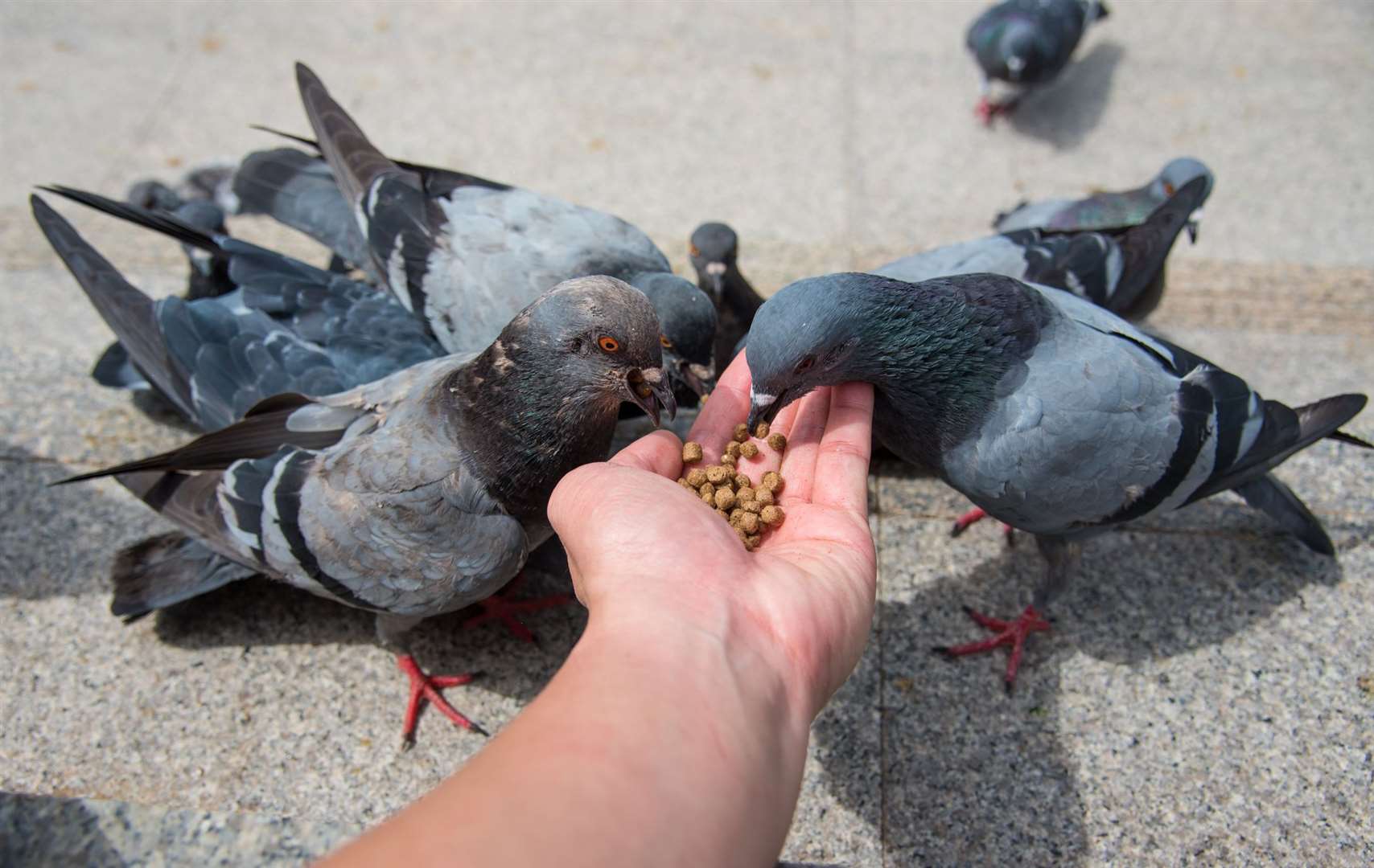 Pigeon mess wreaked havoc on Venetian monuments