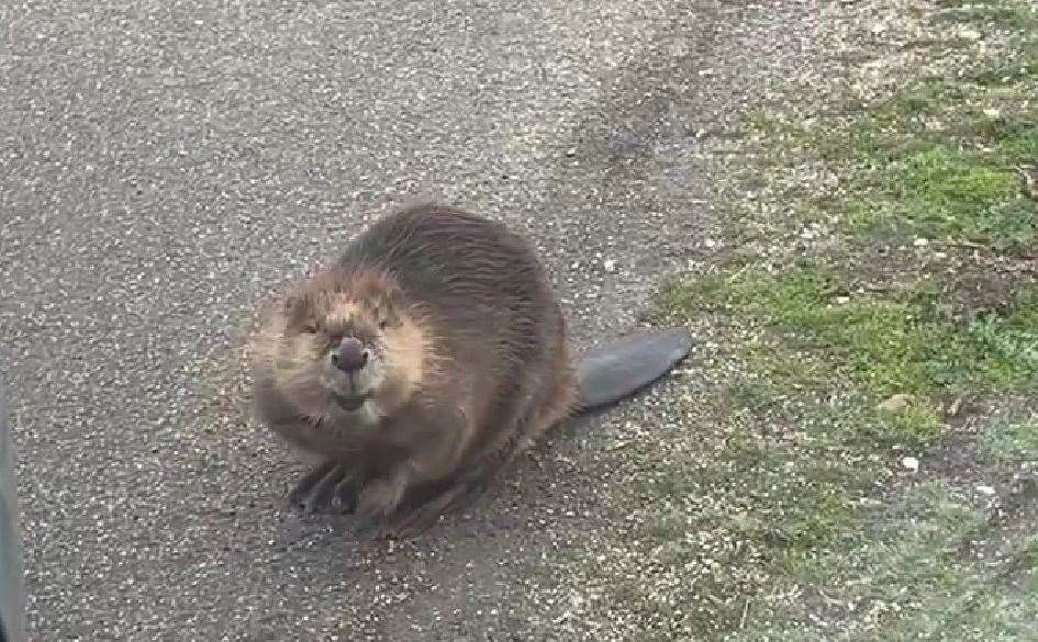 A beaver in Sandwich Bay, Sandwich. Picture: Lindsey Gray