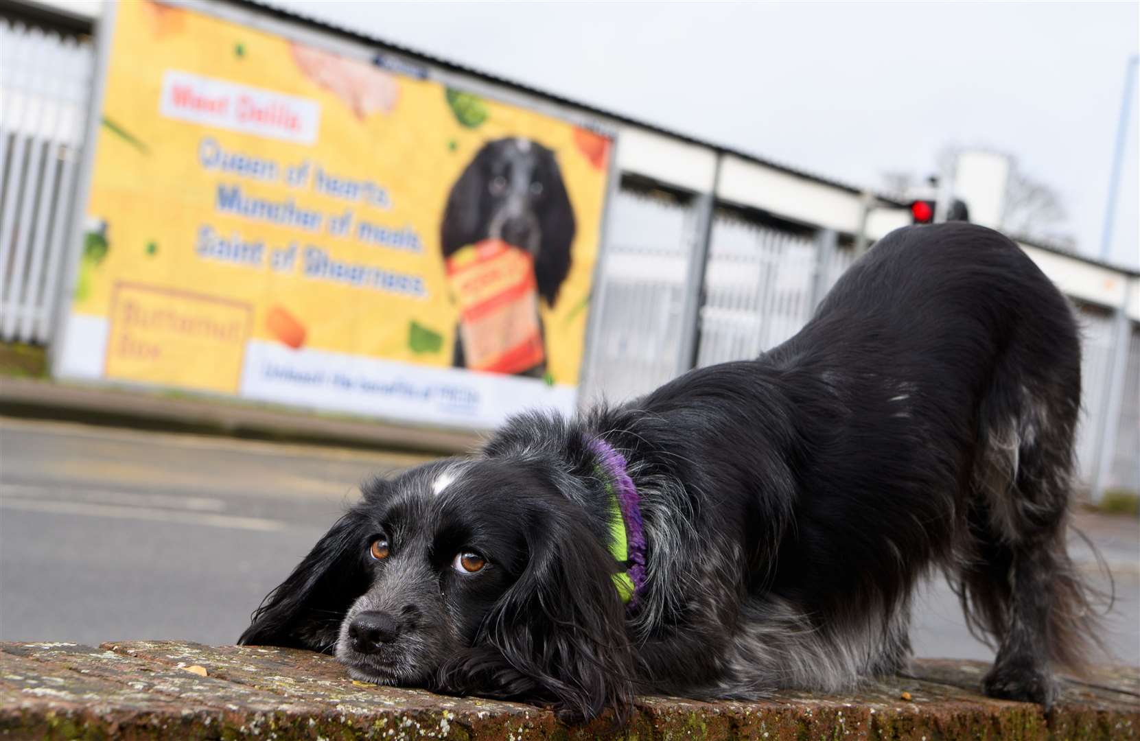 Delila was selected from thousands of pups to be the face of the campaign in Kent. Picture: Butternut Box
