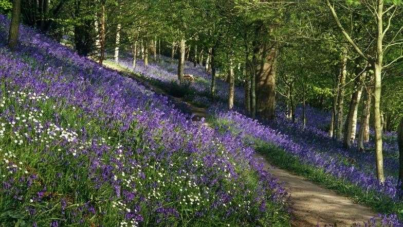 The English native bluebells that grow at Emmetts Garden have seen it named a Site of Special Scientific Interest. Picture: National Trust Images / David Sellman