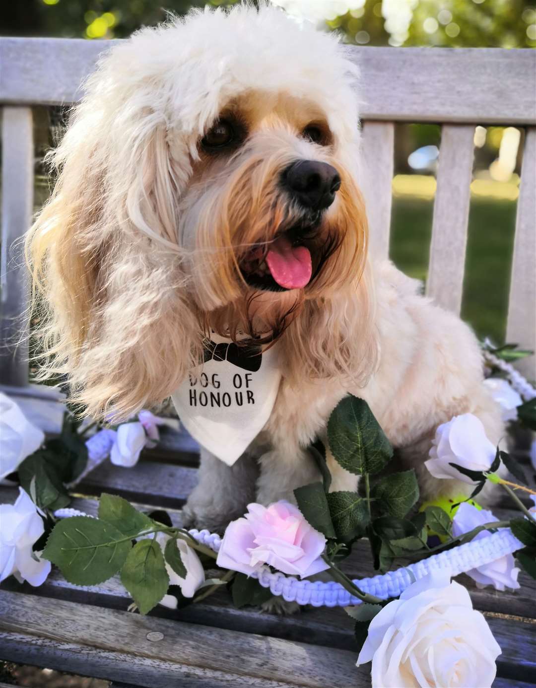 You've picked your bridesmaids - now the dog of honour must be prepared Picture: Furrytail Weddings