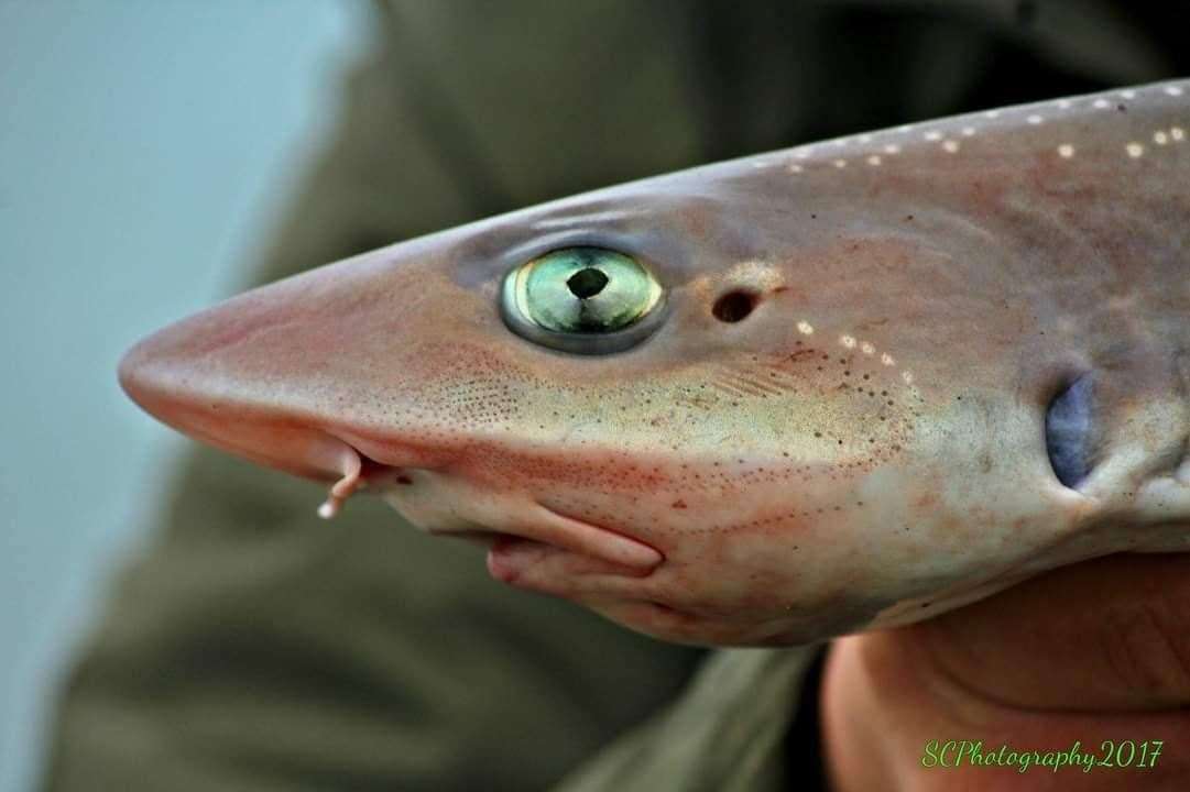 Beautiful smooth hound pup caught by Chris Kennard in Dover