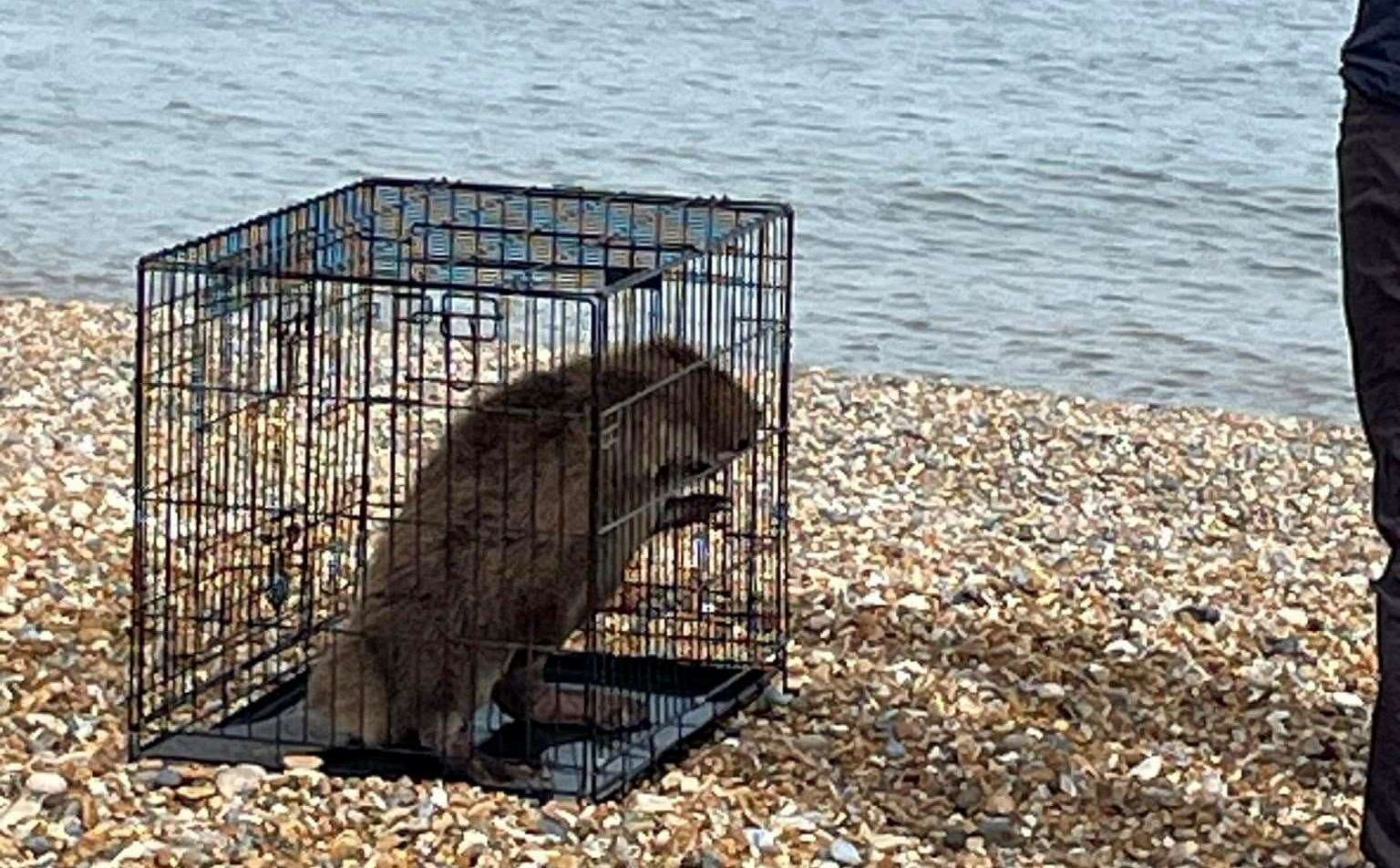 The beaver was rescued and has been taken to Wildwood. Picture: Norma Waller